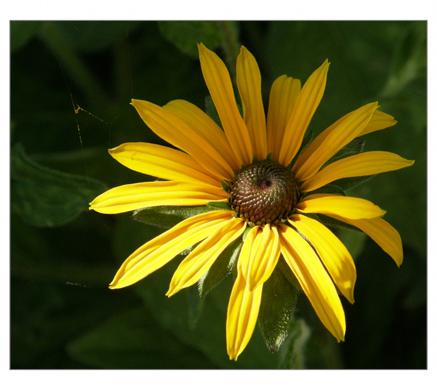 Rudbekie